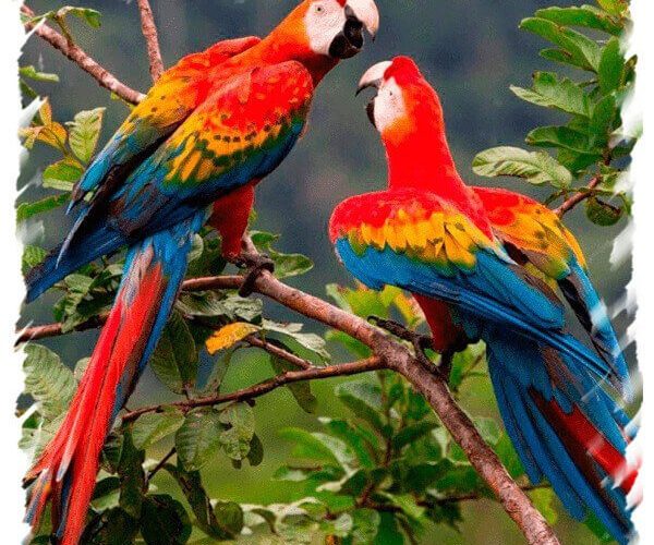 macaws amazon