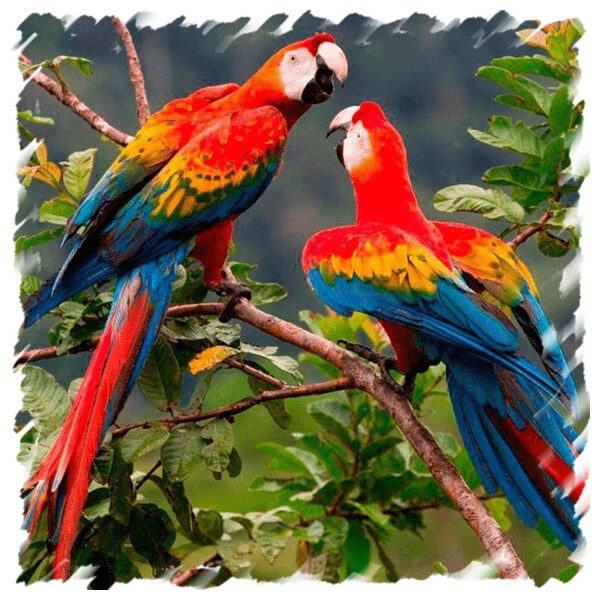 macaws amazon