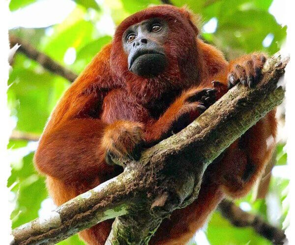 Tambopata jungle Eco Tour (3 Days)