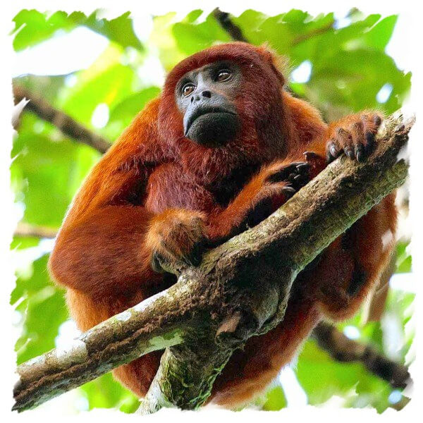 Tambopata jungle Eco Tour (3 Days)