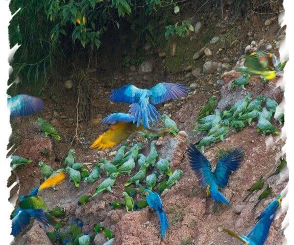 Tambopata Macaw Clay Lick Eco Tour (2 Days)