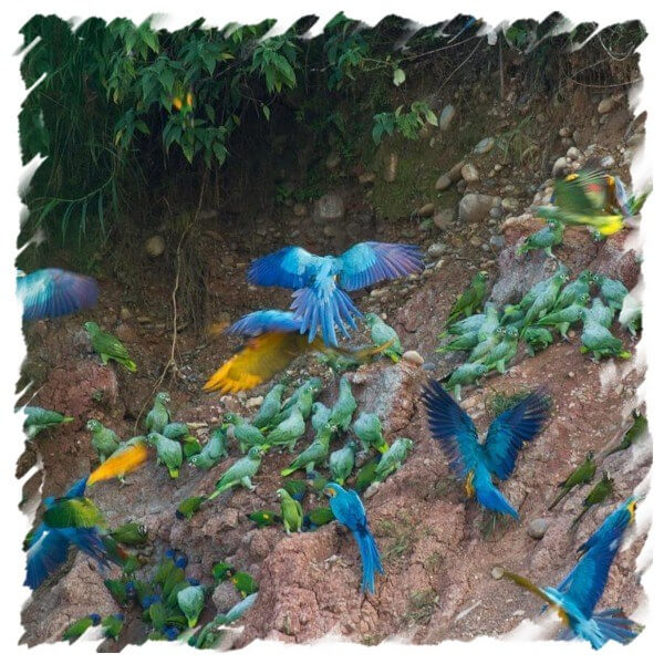 Tambopata Macaw Clay Lick Eco Tour (2 Days)