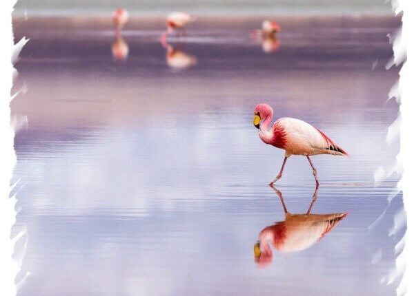 Uyuni Salt Flat Express Tour (Full Day)